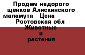 Продам недорого щенков Аляскинского маламута › Цена ­ 10 000 - Ростовская обл. Животные и растения » Собаки   